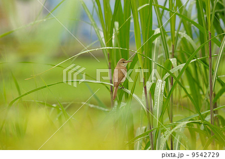 オオヨシキリ オオヨシキリ 9542729