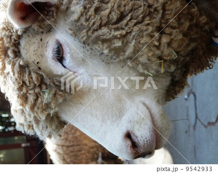 ヒツジの横顔 9542933