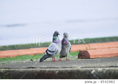 寄り添うドバト 9542962