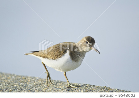 イソシギ 9543002