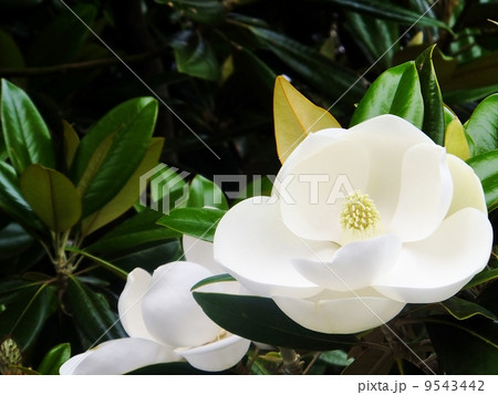 白く清らかなタイサンボクの花(横) 白く清らかなタイサンボクの花(横) 9543442