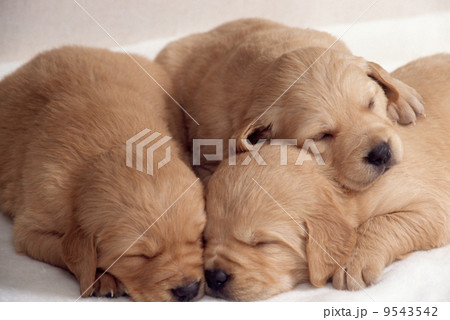 眠るゴールデンレトリバーの子犬 眠るゴールデンレトリバーの子犬 9543542