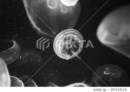 Moon jellyfish 9543618