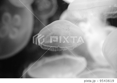 Moon jellyfish Moon jellyfish 9543619