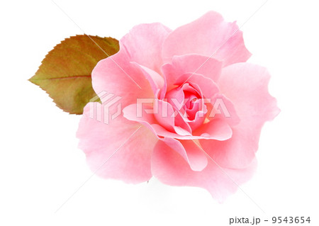 ピンクの薔薇の花 9543654