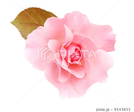ピンクの薔薇の花 9543655