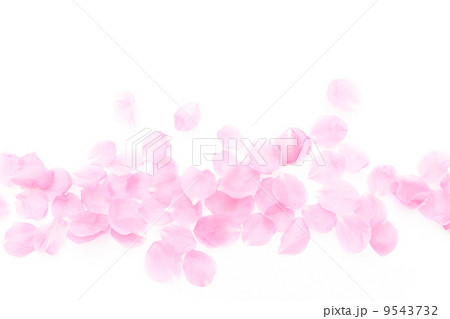桃の花びら舞い散るの写真素材