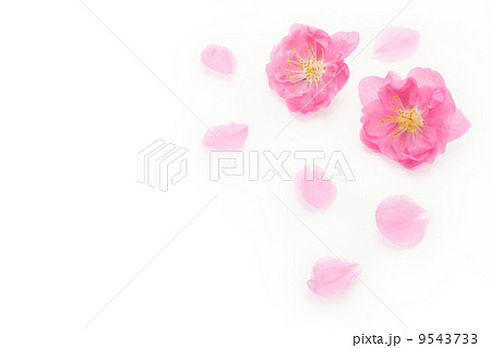桃の花びらの写真素材