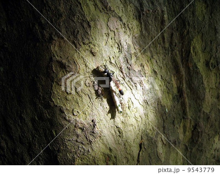 ジガバチ 9543779