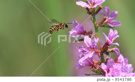 自然　ハナバチとミゾハギ 9543786
