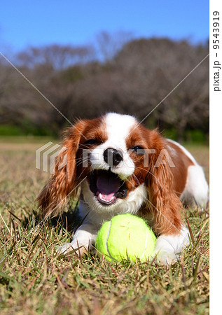 がぉ～！！！ 9543919