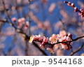 早春 9544168