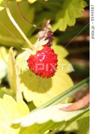 イチゴ 9544567