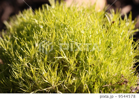 アイリッシュモス 9544578