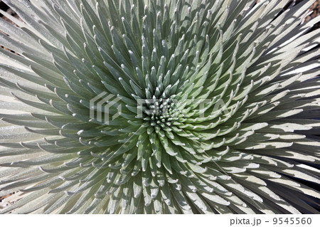 Silversword 9545560
