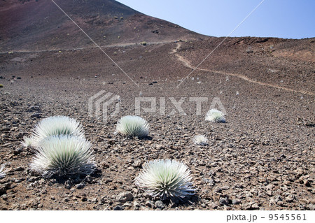 Silversword 9545561