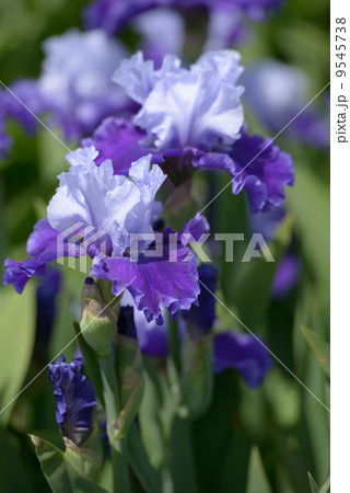 Iris flower Iris flower 9545738