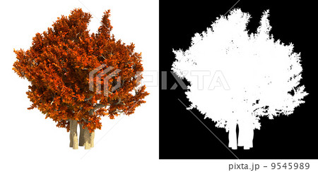 Red Shrub Isolated on White Background. 9545989