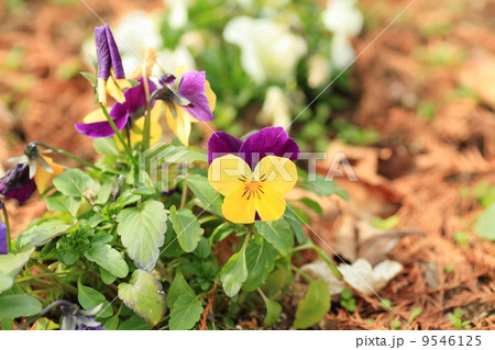 ビオラの花 ビオラの花 9546125