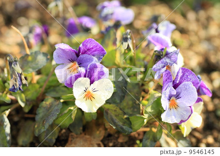 ビオラの花 9546145