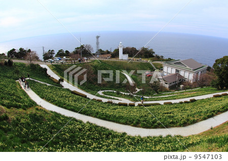 越前岬灯台と水仙畑 9547103