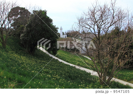 越前岬灯台と水仙畑 9547105