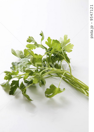 イタリアンパセリ 9547121