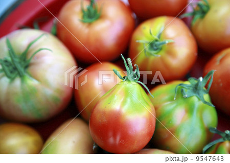 Freshness tomatoes just from garden 9547643