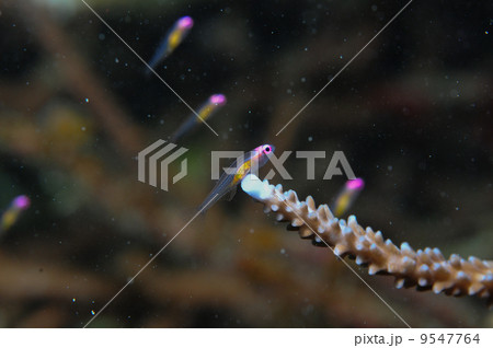 アカメハゼ(沖縄・石垣島・マンジウポイント) アカメハゼ(沖縄・石垣島・マンジウポイント) 9547764