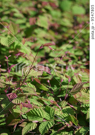 日向水木の花のあと　新芽もまた美しく・・・ 9547805