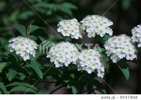 小手毬　ダンゴ花とも呼ばれます。 9547808