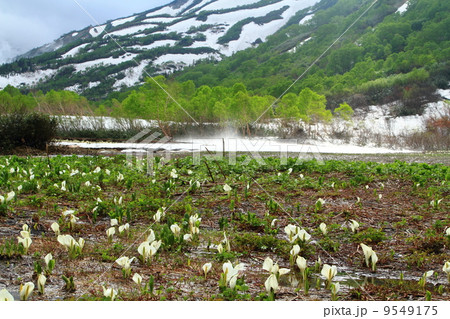 北アルプス 栂池自然園 北アルプス 栂池自然園 9549175