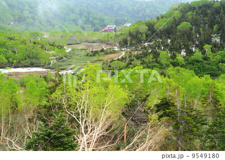 北アルプス　栂池自然園 9549180