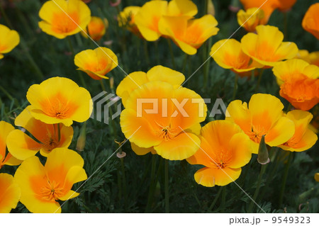 花菱草　カリフォルニアポピーと呼ばれます。 9549323