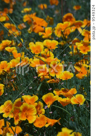 花菱草 カリフォルニアポピーと呼ばれます。 花菱草 カリフォルニアポピーと呼ばれます。 9549324