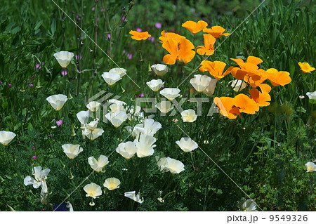 花菱草　カリフォルニアポピーと呼ばれます。 9549326
