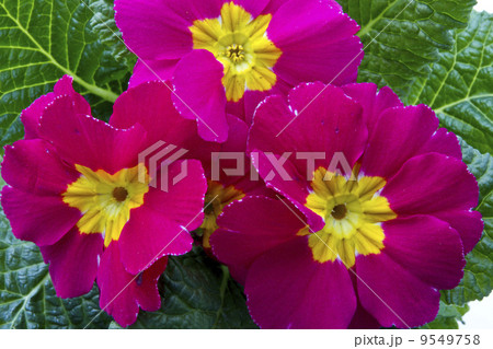Flower 9549758