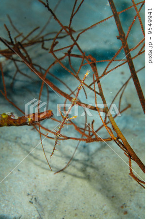 ニシキフウライウオ（沖縄・石垣島・ミノカサゴ宮殿） 9549941