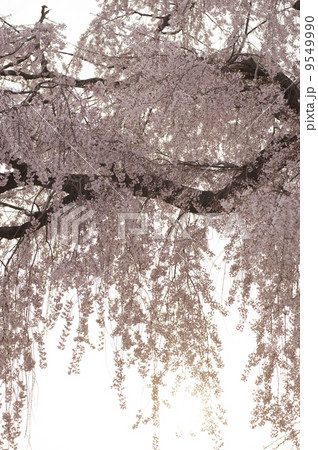 しだれ桜 しだれ桜 9549990