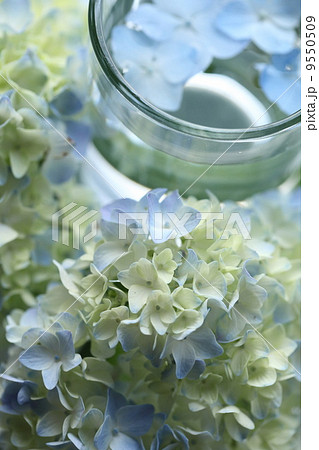 紫陽花 紫陽花 9550509