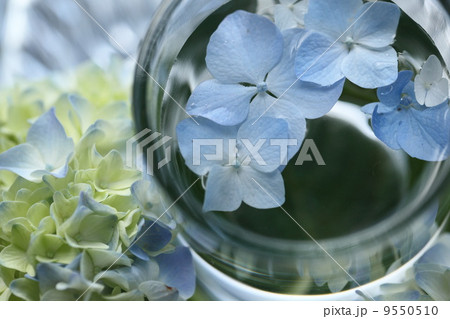紫陽花 紫陽花 9550510