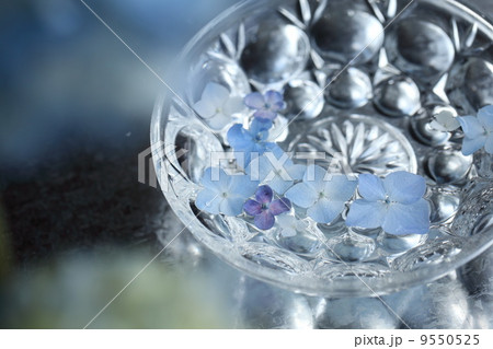 紫陽花　 9550525