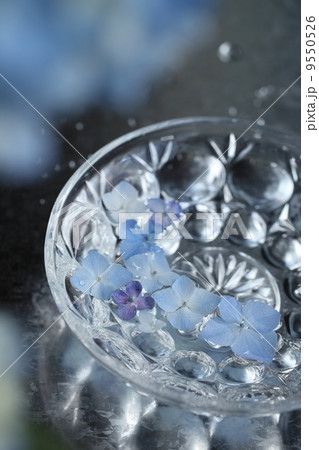 紫陽花　 9550526