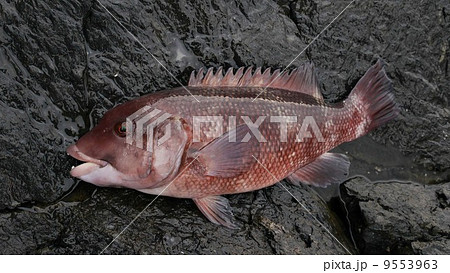 小型のコブダイ 小型のコブダイ 9553963