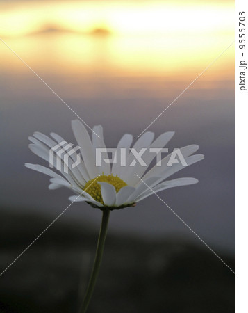 Wild Flower and Sunset Wild Flower and Sunset 9555703