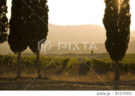 Tuscan sunset 9557005