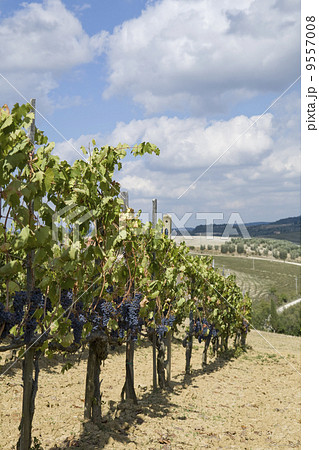 Beautiful vineyard in Italy Beautiful vineyard in Italy 9557008