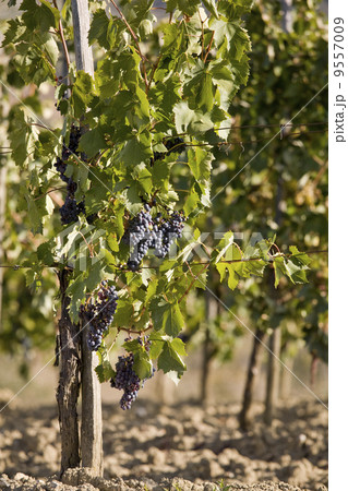 merlot grapes on the vine merlot grapes on the vine 9557009