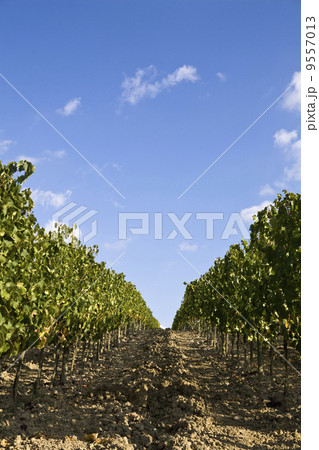 Beautiful vineyard in Italy 9557013