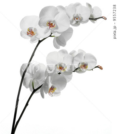 White orchids on white. White orchids on white. 9557238